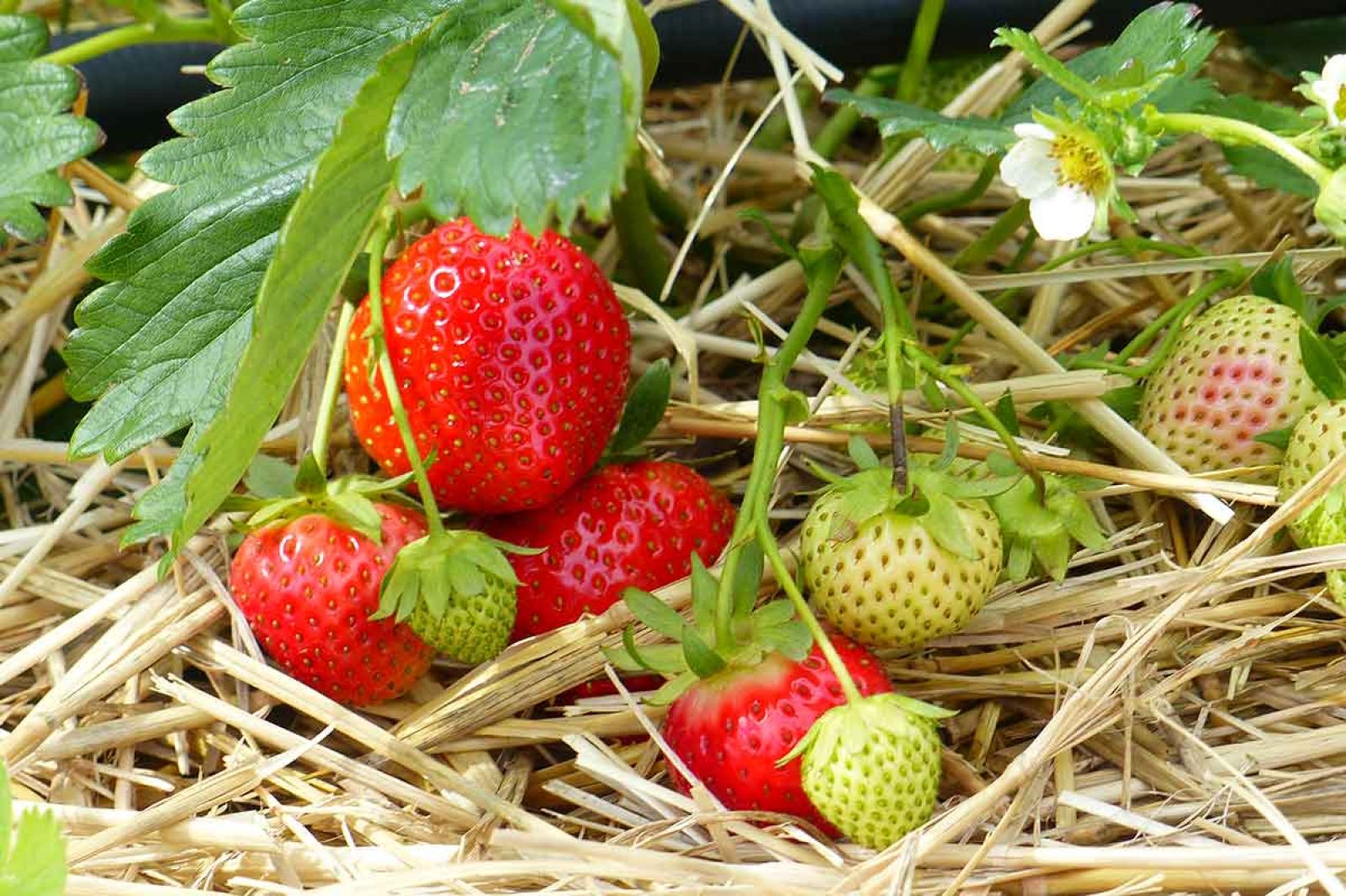 Erdbeeren vom Mönchhof